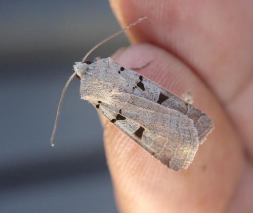 Réf. 219 092 : Eugnorisma glareosa